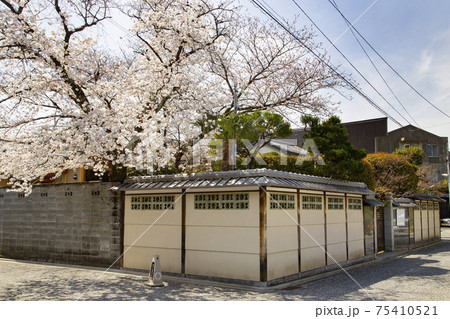 上七軒歌舞練場裏　桜の風景 75410521