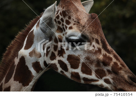 キリンの表情 75410554