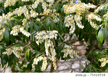 早春を明るくするアセビの花 75410558