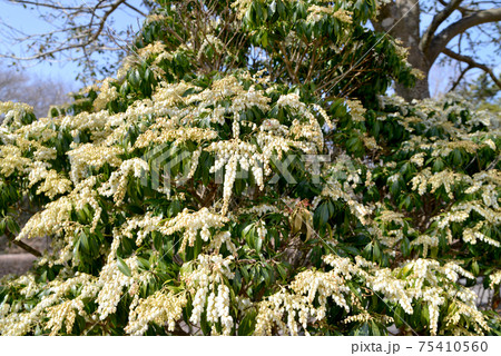 早春を明るくするアセビの花 早春を明るくするアセビの花 75410560