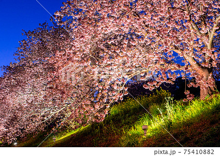 《静岡県》南伊豆町・河津桜ライトアップ 《静岡県》南伊豆町・河津桜ライトアップ 75410882