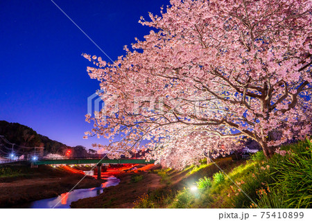 《静岡県》南伊豆町・河津桜ライトアップ 《静岡県》南伊豆町・河津桜ライトアップ 75410899