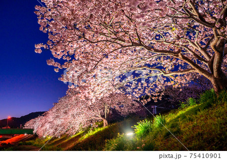 《静岡県》南伊豆町・河津桜ライトアップ 《静岡県》南伊豆町・河津桜ライトアップ 75410901