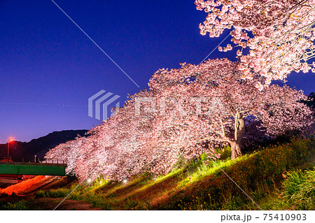 《静岡県》南伊豆町・河津桜ライトアップ 《静岡県》南伊豆町・河津桜ライトアップ 75410903