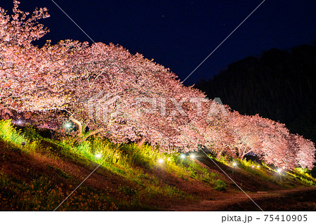 《静岡県》南伊豆町・河津桜ライトアップ 《静岡県》南伊豆町・河津桜ライトアップ 75410905