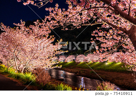 《静岡県》南伊豆町・河津桜ライトアップ 75410911