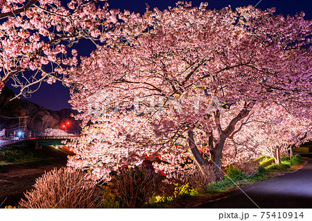 《静岡県》南伊豆町・河津桜ライトアップ 《静岡県》南伊豆町・河津桜ライトアップ 75410914