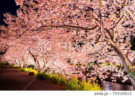 《静岡県》南伊豆町・河津桜ライトアップ 75410915