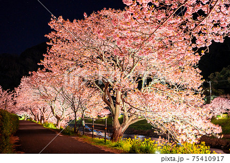 《静岡県》南伊豆町・河津桜ライトアップ 75410917