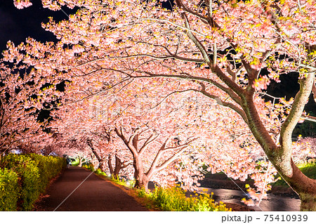 《静岡県》南伊豆町・河津桜ライトアップ 《静岡県》南伊豆町・河津桜ライトアップ 75410939