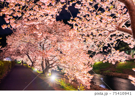 《静岡県》南伊豆町・河津桜ライトアップ 75410941