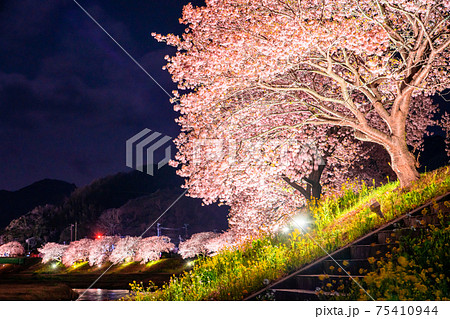 《静岡県》南伊豆町・河津桜ライトアップ 《静岡県》南伊豆町・河津桜ライトアップ 75410944
