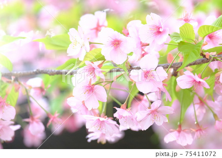 葉桜(カワズザクラ) 葉桜(カワズザクラ) 75411072