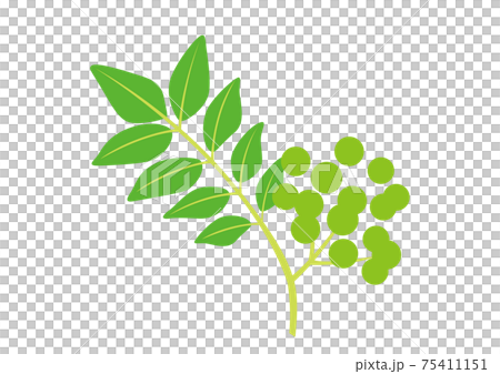 山椒イラスト 75411151