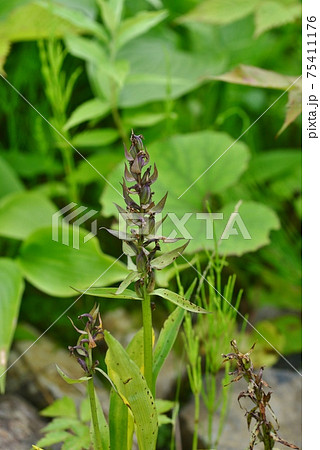 ハクサンチドリの花穂 ハクサンチドリの花穂 75411176