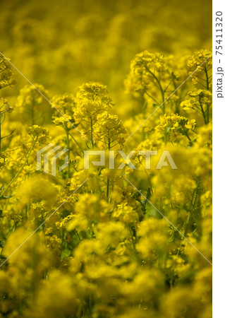 春 一面の黄色い菜の花 春 一面の黄色い菜の花 75411320