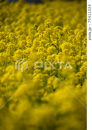 春 一面の黄色い菜の花 春 一面の黄色い菜の花 75411324