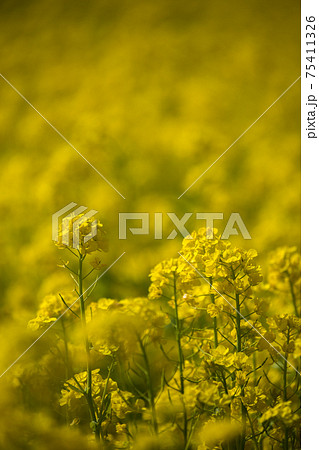 春 一面の黄色い菜の花 春 一面の黄色い菜の花 75411326