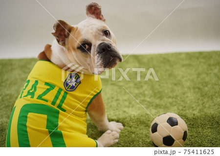 イングリッシュブルドッグ子犬 サッカー衣装 ブラジル代表10番 写真15 イングリッシュブルドッグ子犬 サッカー衣装 ブラジル代表10番 写真15 75411625