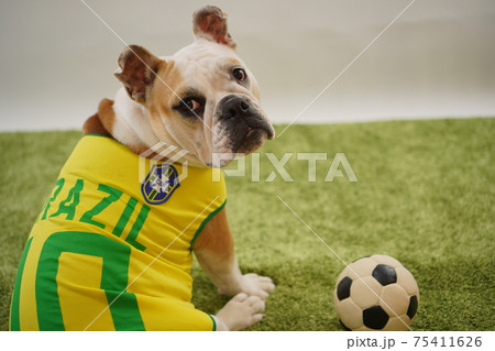 イングリッシュブルドッグ子犬　サッカー衣装　ブラジル代表10番　写真16 75411626