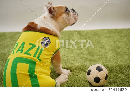 イングリッシュブルドッグ子犬 サッカー衣装 ブラジル代表10番 写真19 イングリッシュブルドッグ子犬 サッカー衣装 ブラジル代表10番 写真19 75411629