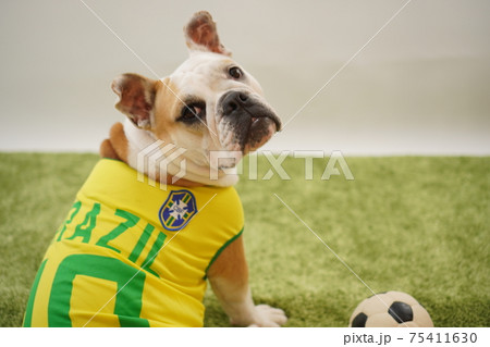 イングリッシュブルドッグ子犬 サッカー衣装 ブラジル代表10番 写真20 イングリッシュブルドッグ子犬 サッカー衣装 ブラジル代表10番 写真20 75411630