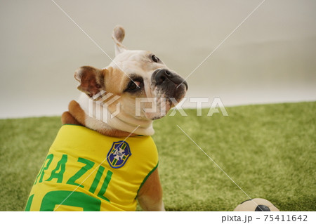 イングリッシュブルドッグ子犬　サッカー衣装　ブラジル代表10番　写真29 75411642