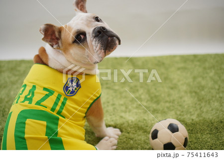 イングリッシュブルドッグ子犬　サッカー衣装　ブラジル代表10番　写真30 75411643