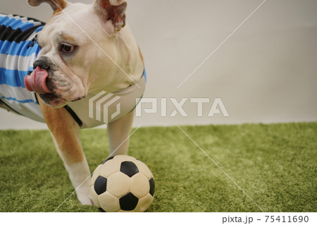 イングリッシュブルドッグ子犬 サッカー衣装 アルゼンチン代表10番 写真205 イングリッシュブルドッグ子犬 サッカー衣装 アルゼンチン代表10番 写真205 75411690