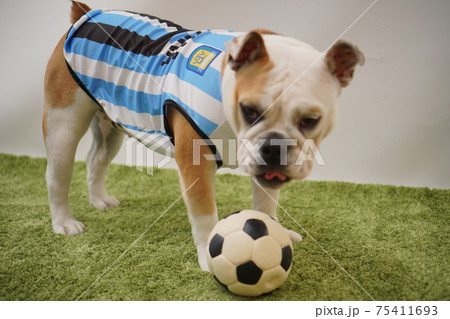 イングリッシュブルドッグ子犬 サッカー衣装 アルゼンチン代表10番 写真208 イングリッシュブルドッグ子犬 サッカー衣装 アルゼンチン代表10番 写真208 75411693