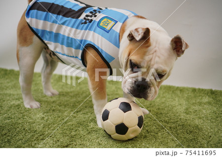 イングリッシュブルドッグ子犬　サッカー衣装　アルゼンチン代表10番　写真210 75411695