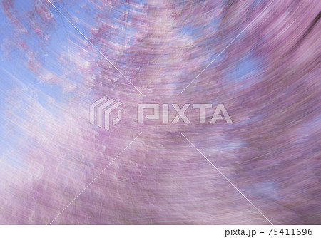 動きをつけた桜 動きをつけた桜 75411696