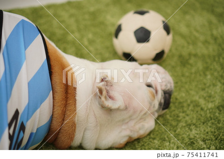 イングリッシュブルドッグ子犬　サッカー衣装　アルゼンチン代表10番　写真232 75411741