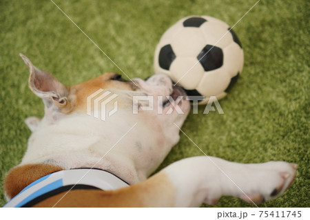 イングリッシュブルドッグ子犬 サッカー衣装 アルゼンチン代表10番 写真236 イングリッシュブルドッグ子犬 サッカー衣装 アルゼンチン代表10番 写真236 75411745