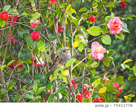 椿の蜜を吸う嘴にキロい花粉がついたヒヨドリ一羽 椿の蜜を吸う嘴にキロい花粉がついたヒヨドリ一羽 75411776
