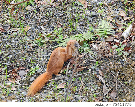 可愛い顔をした茶色い毛並みの野生動物イタチの写真素材