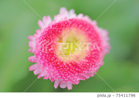 管弁咲きのヒナギクピンクな花一輪アップで 75411796