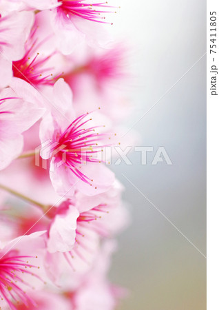 開花した淡いピンクの桜アップで 75411805