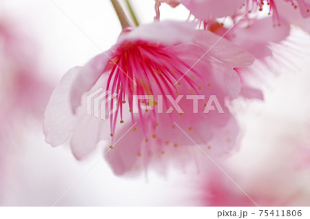 光が当たって透ける淡いピンクの桜の花 光が当たって透ける淡いピンクの桜の花 75411806