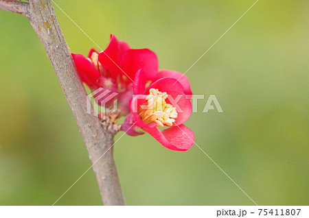 春に咲く緋紅色のボケの花アップで 春に咲く緋紅色のボケの花アップで 75411807