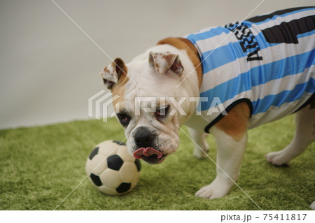 イングリッシュブルドッグ子犬 サッカー衣装 アルゼンチン代表10番 写真241 イングリッシュブルドッグ子犬 サッカー衣装 アルゼンチン代表10番 写真241 75411817