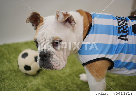 イングリッシュブルドッグ子犬 サッカー衣装 アルゼンチン代表10番 写真242 イングリッシュブルドッグ子犬 サッカー衣装 アルゼンチン代表10番 写真242 75411818