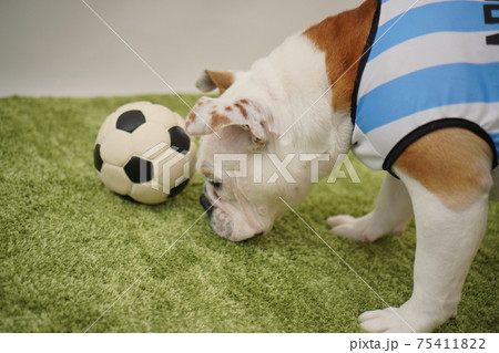 イングリッシュブルドッグ子犬 サッカー衣装 アルゼンチン代表10番 写真246 イングリッシュブルドッグ子犬 サッカー衣装 アルゼンチン代表10番 写真246 75411822