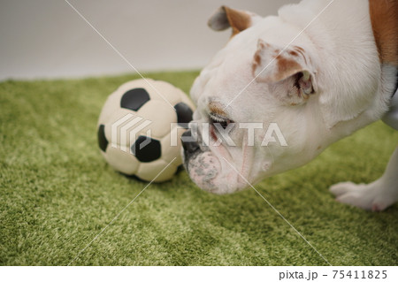 イングリッシュブルドッグ子犬 サッカー衣装 アルゼンチン代表10番 写真249 イングリッシュブルドッグ子犬 サッカー衣装 アルゼンチン代表10番 写真249 75411825