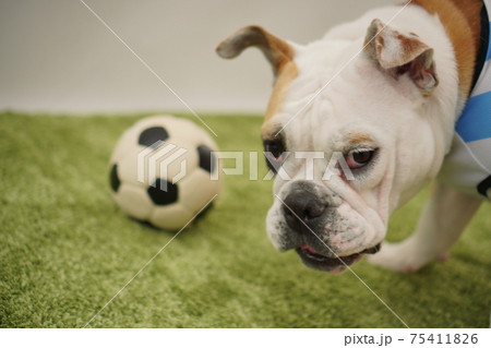 イングリッシュブルドッグ子犬 サッカー衣装 アルゼンチン代表10番 写真250 イングリッシュブルドッグ子犬 サッカー衣装 アルゼンチン代表10番 写真250 75411826