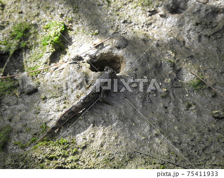 沖縄県宮古島の島尻マングローブ林の生き物　　ミナミトビハゼ 75411933