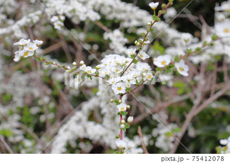 ユキヤナギとルリマルノミハムシ　（雪柳　白い花） 75412078