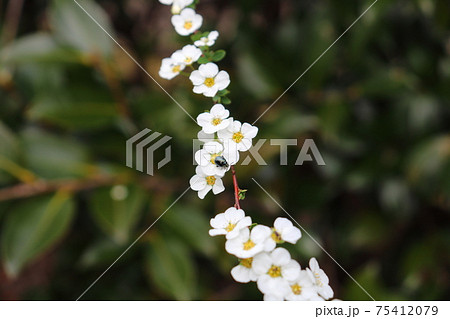 ユキヤナギとルリマルノミハムシ　（雪柳　白い花） 75412079