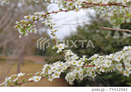ユキヤナギとルリマルノミハムシ　（雪柳　白い花） 75412082