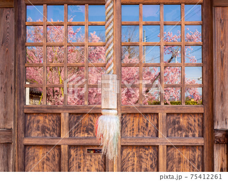 窓に映る桜と青空 75412261